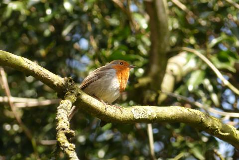 Robin in a tree