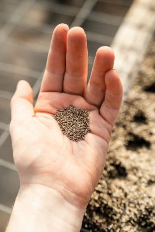 seeds on hands