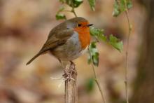 Robin perched nearby 