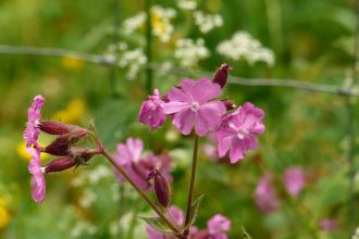 Red Campion