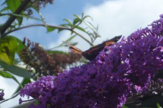 Butterfly on flowestterfly