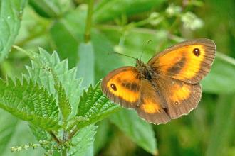 A Gatekeeper butterfly on a bramble leaf