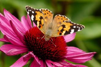 Painted Lady Butterfly on a maroon flower