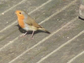 Robin Redbreast