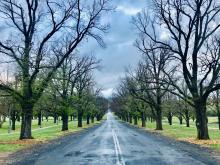 A road running through an avenue of trees